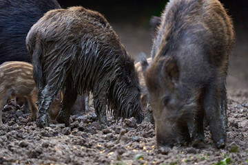 Herd of wild hogs rooting in the forest