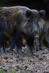 Herd of wild hogs rooting in the forest