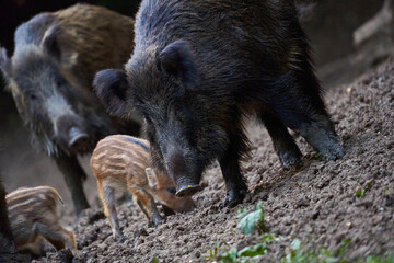 Herd of wild hogs rooting in the forest