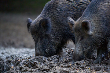 Herd of wild hogs rooting in the forest