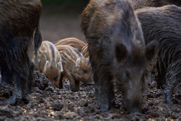 Herd of wild hogs rooting in the forest