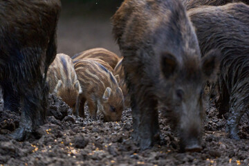 Herd of wild hogs rooting in the forest