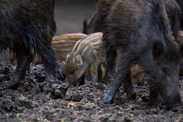 Herd of wild hogs rooting in the forest