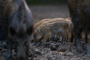 Herd of wild hogs rooting in the forest