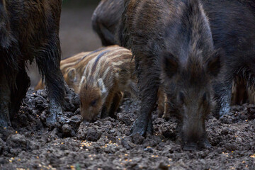 Herd of wild hogs rooting in the forest