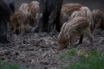 Herd of wild hogs rooting in the forest