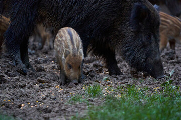 Herd of wild hogs rooting in the forest