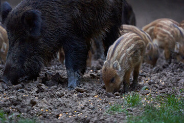 Herd of wild hogs rooting in the forest