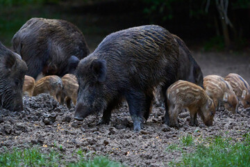 Herd of wild hogs rooting in the forest