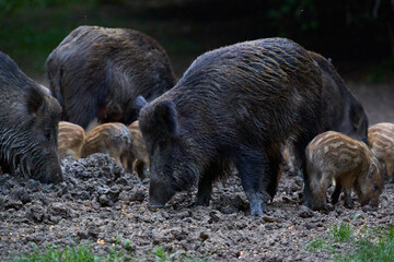 Herd of wild hogs rooting in the forest