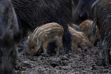 Fototapeta premium Herd of wild hogs rooting in the forest