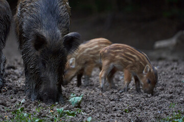 Herd of wild hogs rooting in the forest