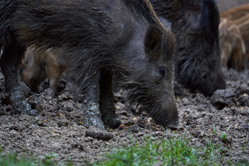 Herd of wild hogs rooting in the forest