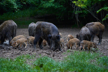 Herd of wild hogs rooting in the forest
