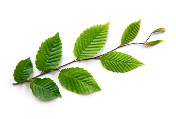 Green leaves on a beech branch isolated on white background.