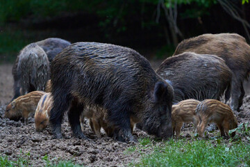 Herd of wild hogs rooting in the forest