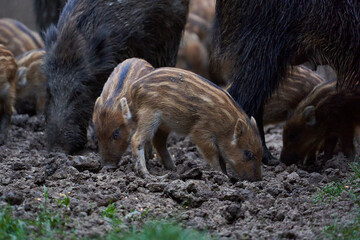 Herd of wild hogs rooting in the forest