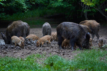 Herd of wild hogs rooting in the forest