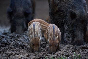 Herd of wild hogs rooting in the forest