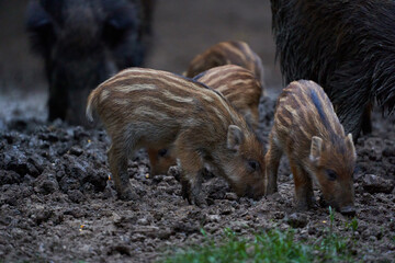 Herd of wild hogs rooting in the forest