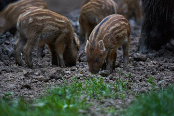 Herd of wild hogs rooting in the forest