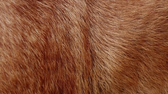 Close-up of abstract brown dog fur in the detail - texture and background