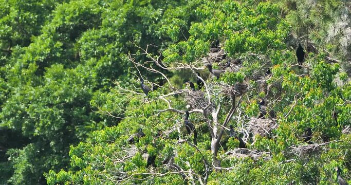 Flock of Great cormorant family on chinese tallow tree at pondside in a Japanese park.