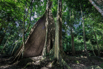 Kapok Baum im Urwald von Malaysia