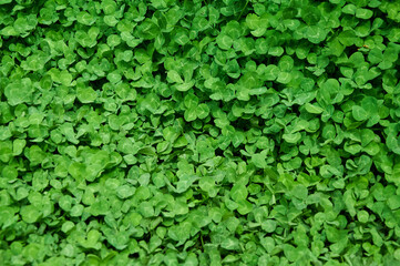 Clover view on top. Carpet of natural clover. Natural grass background. Wild clover. Green background with shamrocks