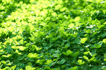 Green background with shamrocks. Clover on a sunny day.   Carpet made of natural clover. Natural grass background