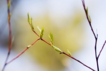 Twigs of trees with blooming green leaves in spring against the sky. The awakening of nature.