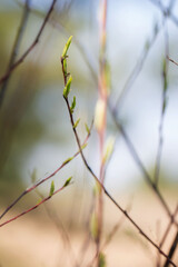 Twigs of trees with blooming green leaves in spring against the sky. The awakening of nature.