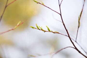 Twigs of trees with blooming green leaves in spring against the sky. The awakening of nature.