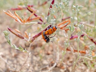 The myrmecophile bugs, beetles of a tribe Clytrini, distinct subfamily Clytrinae, a group of case-bearing leaf beetles Camptosomata. Mediterranean cost of Spain, El Grao de Castellon, Valencia
