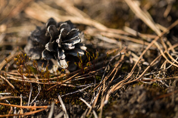 A fir cone lies on fallen spruce needles in a spring forest.
