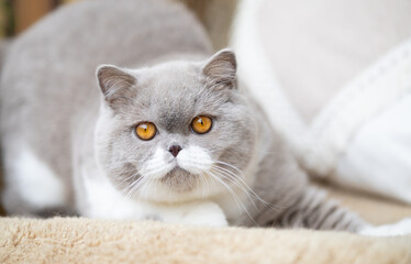 Edle Luxus Katze , imposant Britisch Kurzhaar und Langhaar