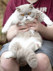 Edle Luxus Katze , imposant Britisch Kurzhaar und Langhaar