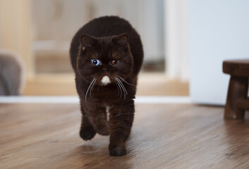 Choco braune Odd eyed Katze beim Rennen 