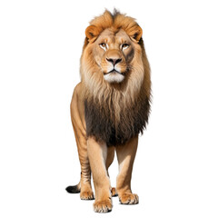 Obraz premium lion isolated on white background