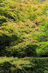 妙心寺塔頭桂春院の境内風景