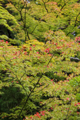 妙心寺塔頭桂春院の境内風景