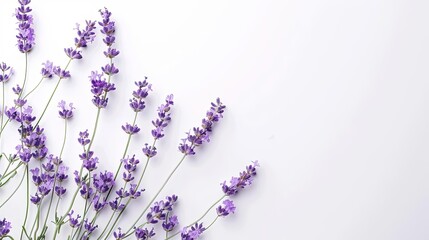 Obraz premium lavender flowers isolated on white floral stock photo