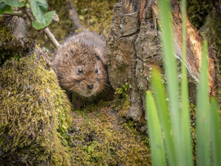 Watching Watervole UK Rare Sat on a rock