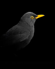 Low Key Male Blackbird Portrait