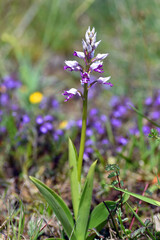 Wild orchid military orchid (Orchis militaris) in flower