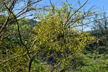 Mistletoe (Viscum album) on a hawthorn (Crataegus monogyna)