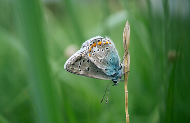 Aricia anteros. A small butterfly with bright wings sits on a stem. A butterfly with orange spots