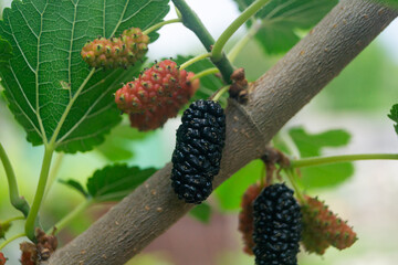 Black mulberry on a branch. A ripe mulberry on a branch with an unripe mulberry