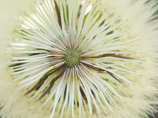 Dente di leone © Steve Fossiant
