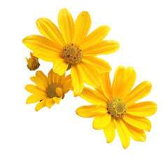 Fototapeta premium Yellow flowers ,isolated on white background